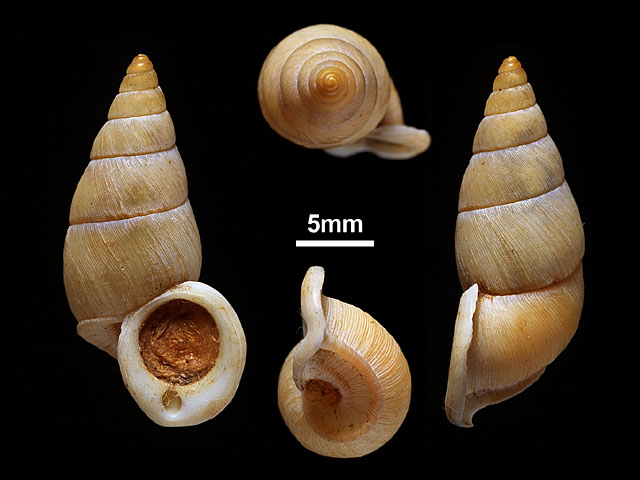 image of Tortulosa leucocheilus